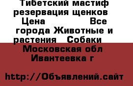 Тибетский мастиф резервация щенков › Цена ­ 100 000 - Все города Животные и растения » Собаки   . Московская обл.,Ивантеевка г.